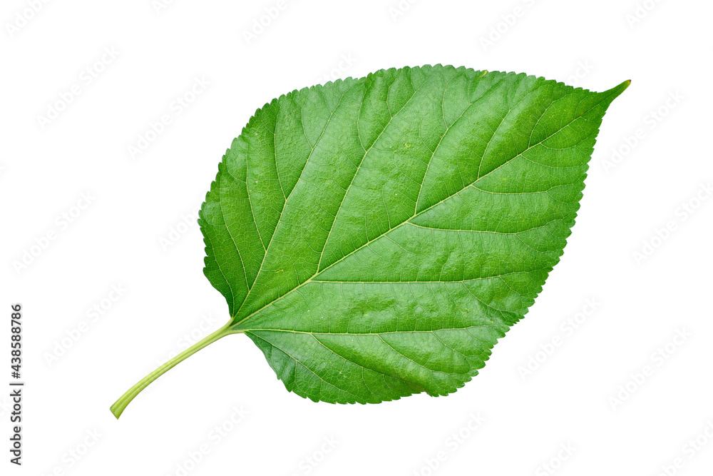 Fototapeta premium Fresh green mulberry leaf isolated on white background. clipping path.