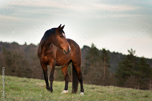Beautiful bay horse posing in nature