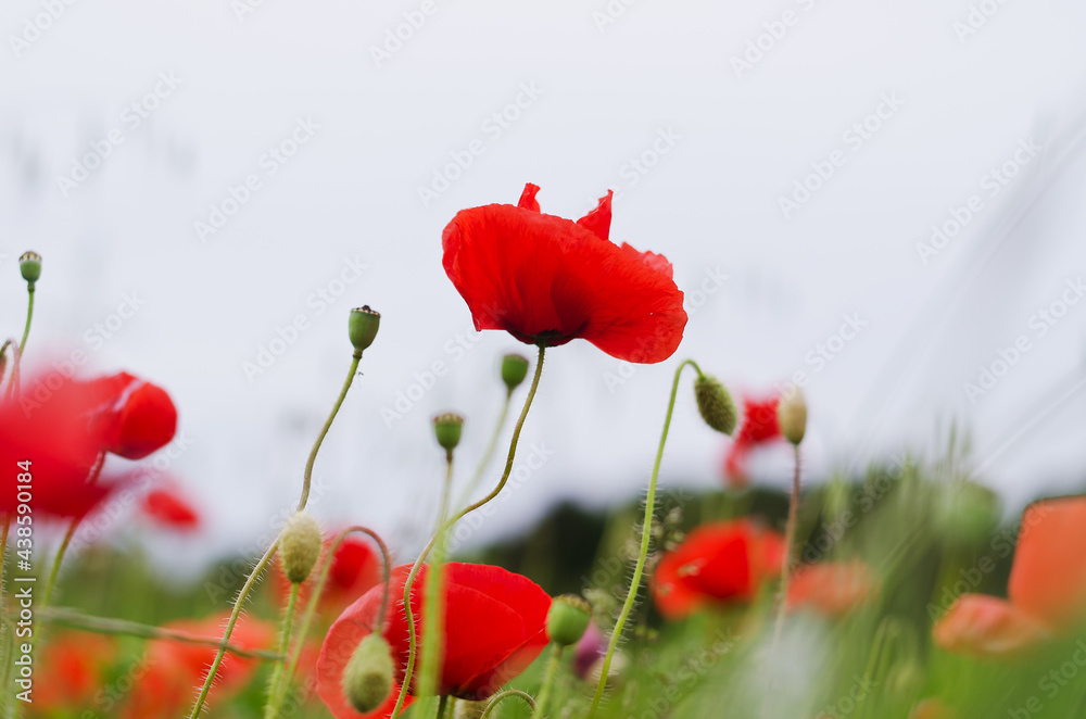 Obraz premium Background of a summer field of red blooming poppies close up on a windy day. Top view of red poppy. Natural backgrounds and textures. 