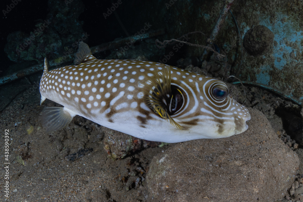 Fish swim in the Red Sea, colorful fish, Eilat Israel
Fish swim in the Red Sea, colorful fish, Eilat Israel