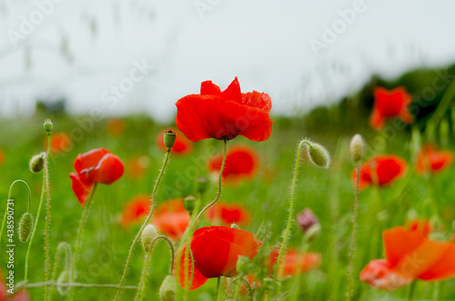 Background of a summer field of red blooming poppies close up on a windy day. Top view of red poppy. Natural backgrounds and textures. 