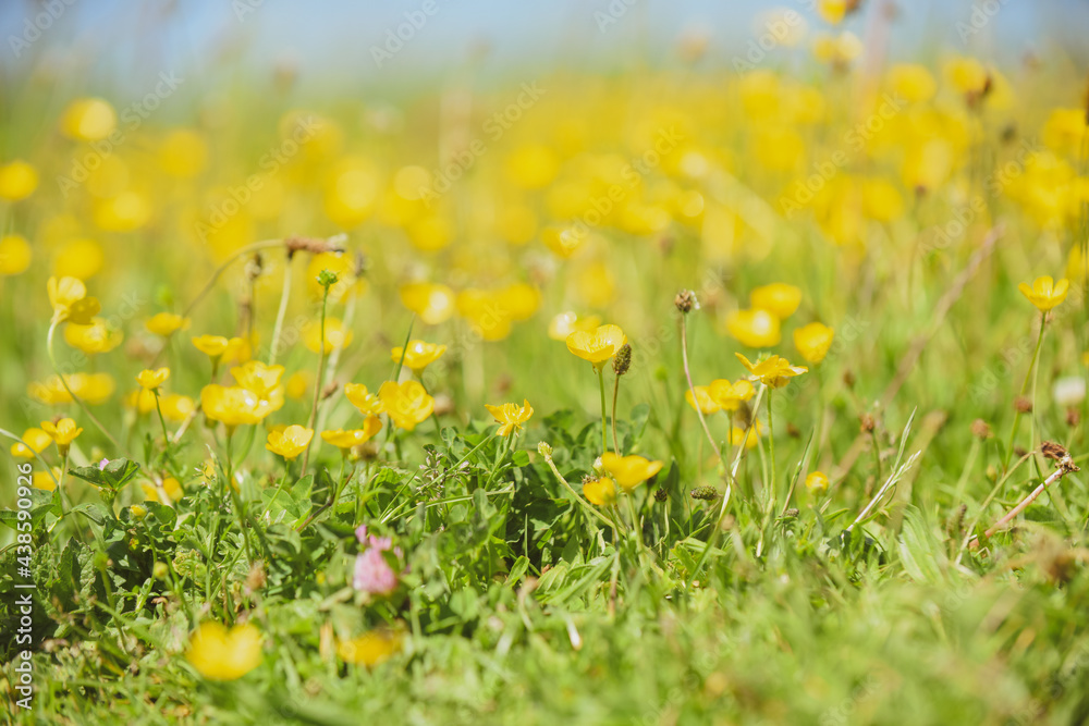 Field of wild buttercup flowers growing in the grass on a sunny summer day