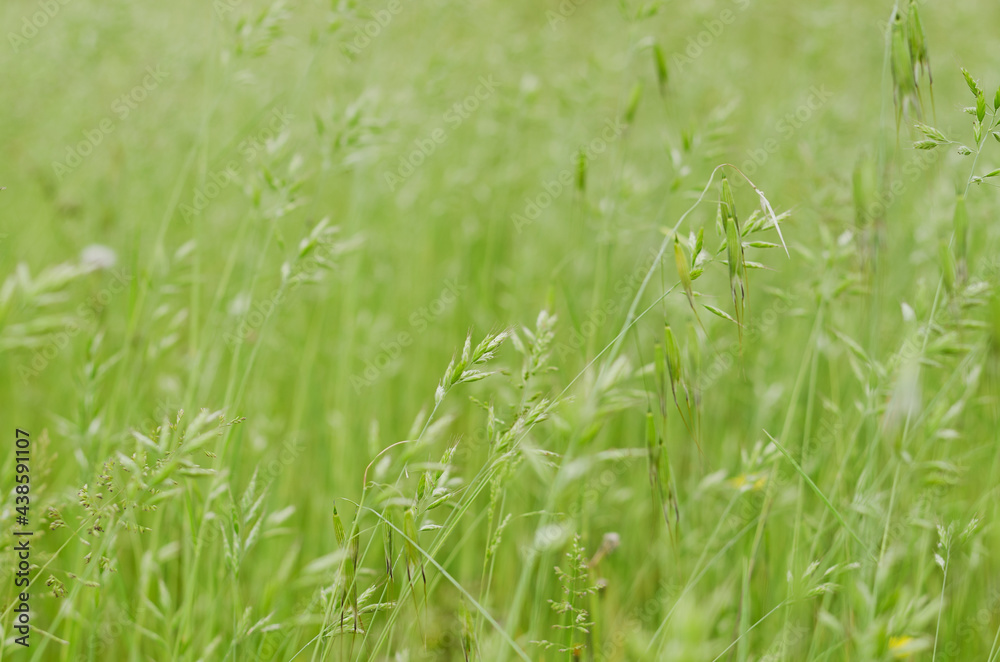 Background of the green grass with flowers in summer meadow field close up. Natural backgrounds and textures. Abstract. 