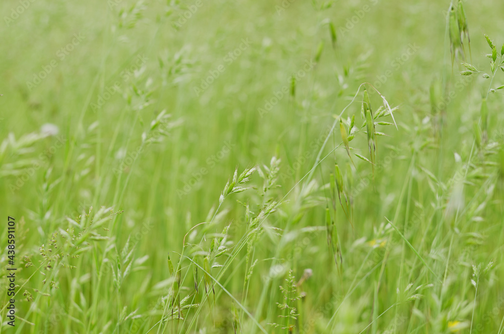 Background of the green grass with flowers in summer meadow field close up. Natural backgrounds and textures. Abstract. Background of the green grass with flowers in summer meadow field close up. Natural backgrounds and textures. Abstract.