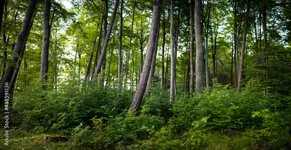 Obraz premium trees in the forest 