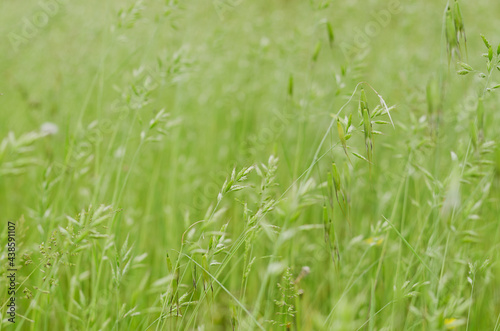 Background of the green grass with flowers in summer meadow field close up. Natural backgrounds and textures. Abstract. 