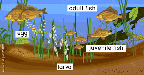 Ecosystem of pond and fish life cycle. Sequence of stages of development of Crucian carp (Carassius) freshwater fish from egg to adult animal in natural habitat