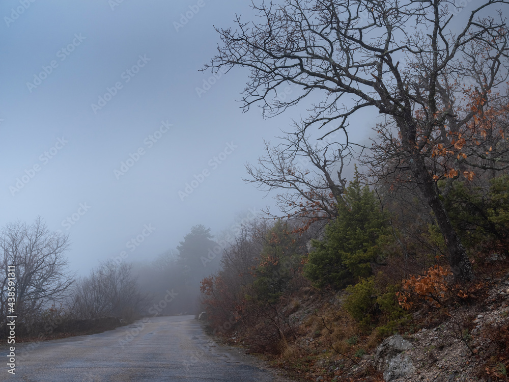 the morning autumn forest road in the fog