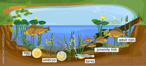Ecosystem of pond and fish life cycle. Sequence of stages of development of Crucian carp (Carassius) freshwater fish from egg to adult animal in natural habitat