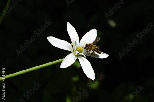 bee on white flower with black background