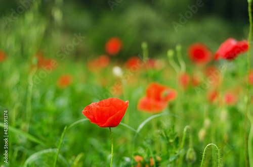 Background of a summer field of red blooming poppies close up on a windy day. Top view of red poppy. Natural backgrounds and textures. 