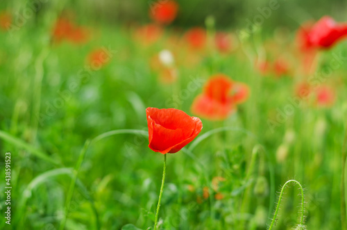 Background of a summer field of red blooming poppies close up on a windy day. Top view of red poppy. Natural backgrounds and textures. 