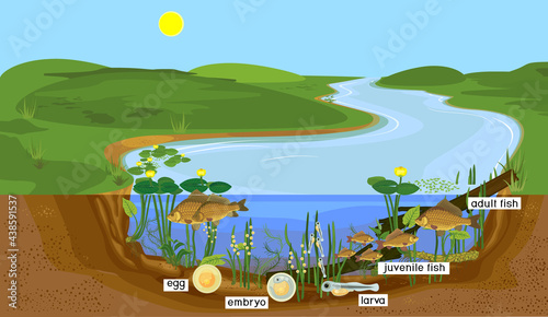 Ecosystem of pond and fish life cycle. Sequence of stages of development of Crucian carp (Carassius) freshwater fish from egg to adult animal in natural habitat