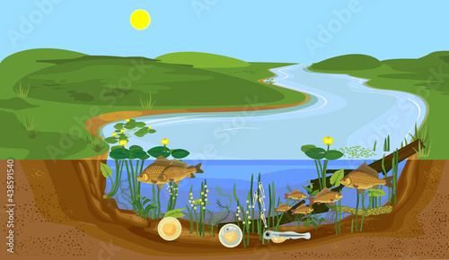 Ecosystem of pond and fish life cycle. Sequence of stages of development of Crucian carp (Carassius) freshwater fish from egg to adult animal in natural habitat