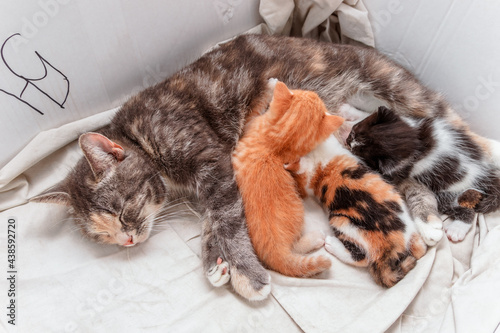 Cat mom feeds her babies in a cardboard box