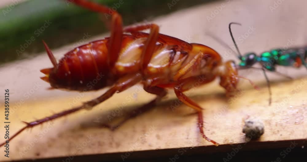 Wasp hunting down cockroach for reproduction Wasp hunting down cockroach for reproduction