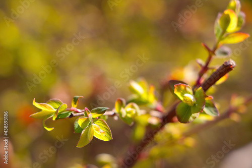 Beautiful young green bush branch on a sunny spring or summer day.