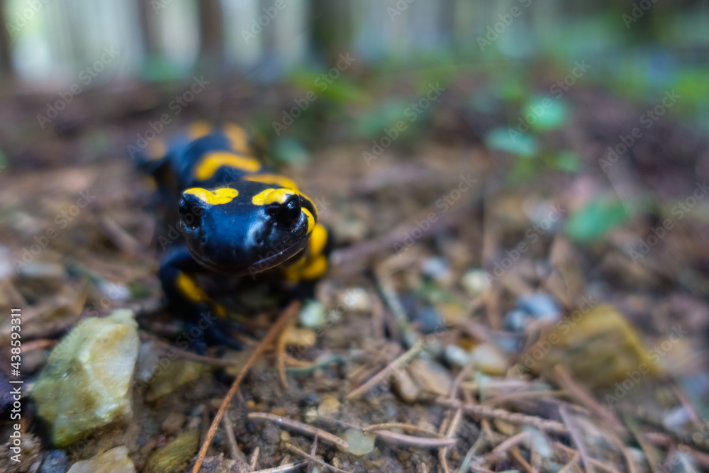 Fototapeta premium little dear fire salamander looks into the camera