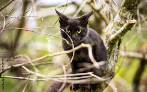 Cat in its natural habitat, sitting on a tree branch, looking through leafless branches, © nilanka