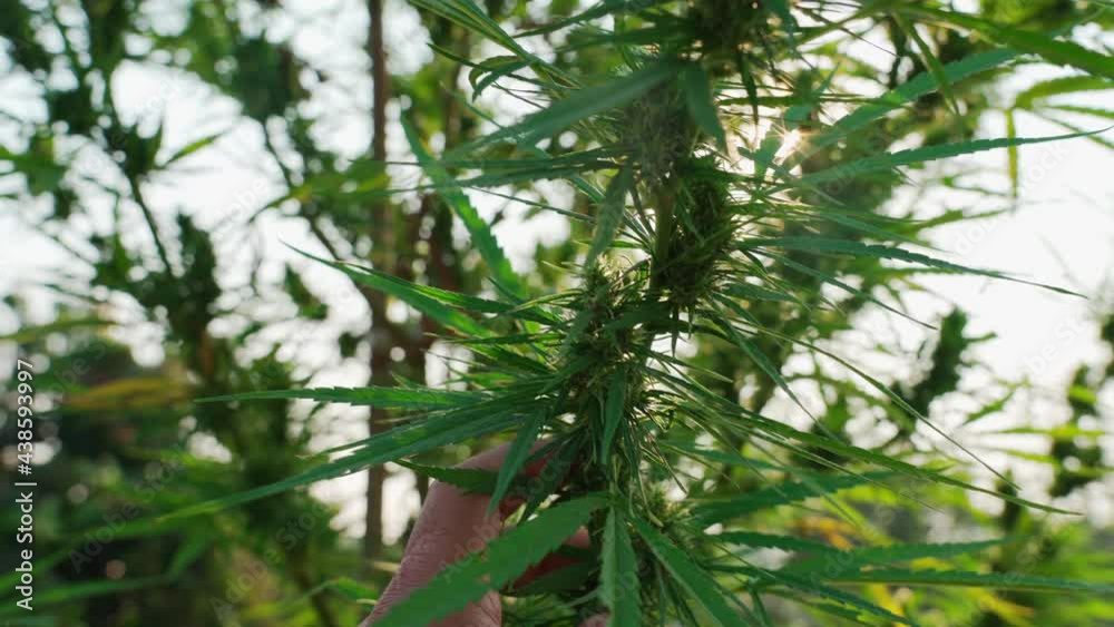 Close-up hand holding Marijuana on the farm. Close-up hand holding Marijuana on the farm.