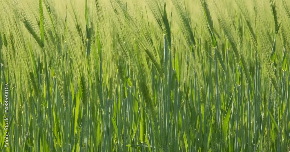 green field of beautiful summer rye barley and wheat for green industry. barley spikelets sway in the wind. green field of beautiful summer rye barley and wheat for green industry. barley spikelets sway in the wind.