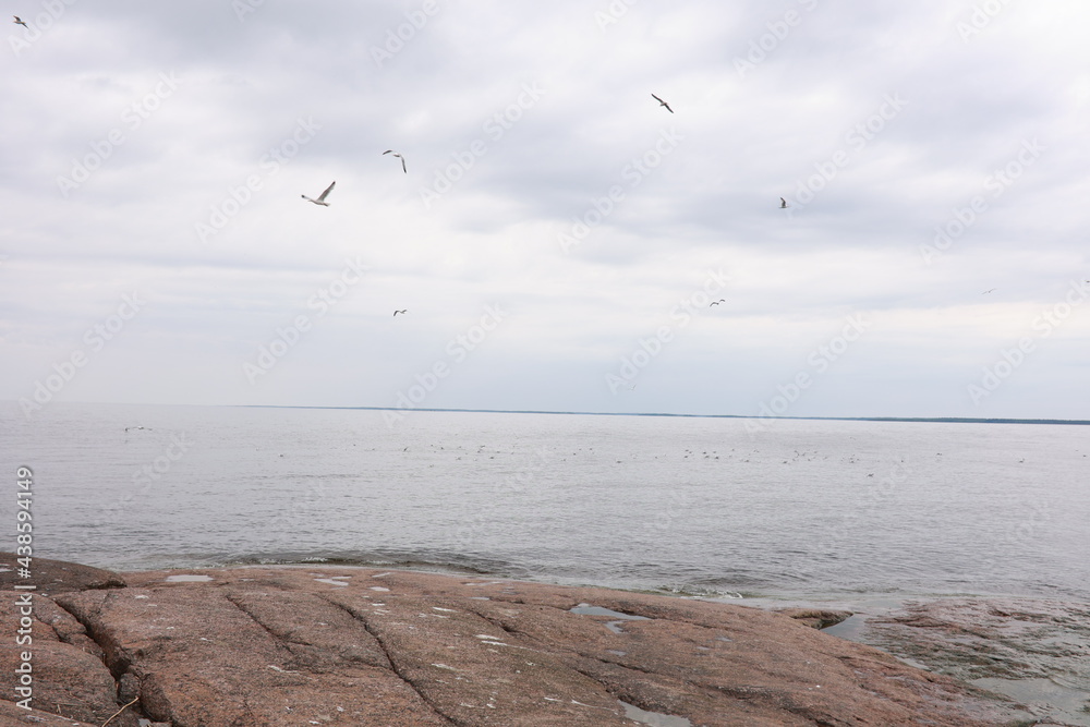 seagulls on the sea