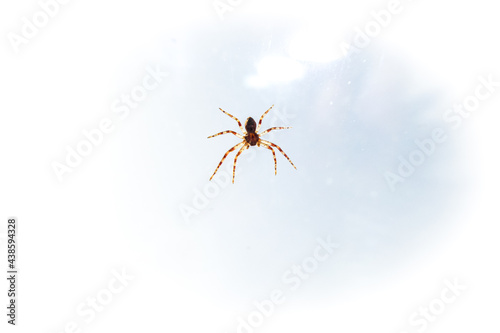 Kleine helle Spinne an einer Fensterscheibe vor hellem Himmel Hintergrund. Itsy bitsy Spider. Faszinierende Spinne mit weit ausgebreiteten Armen und Beinen. Chilling spidy. © Sophia