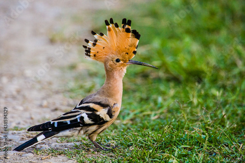 Obraz na płótnie Common hoopoe with his head feathers up in Kaziranga National Park, India w salonie