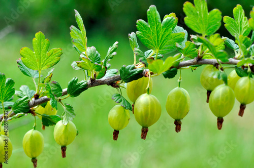 Green gooseberries on a bush branch. Close-up background image. Illustration for the harvest period, agriculture, different types of berries.