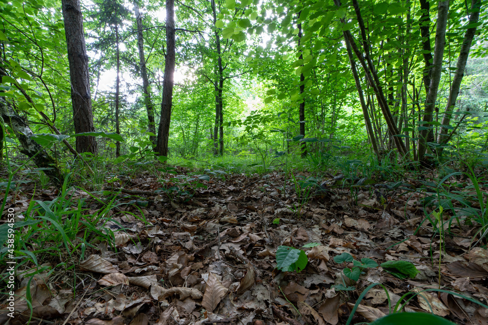 Obraz premium Wald mit Büschen und Gräsern