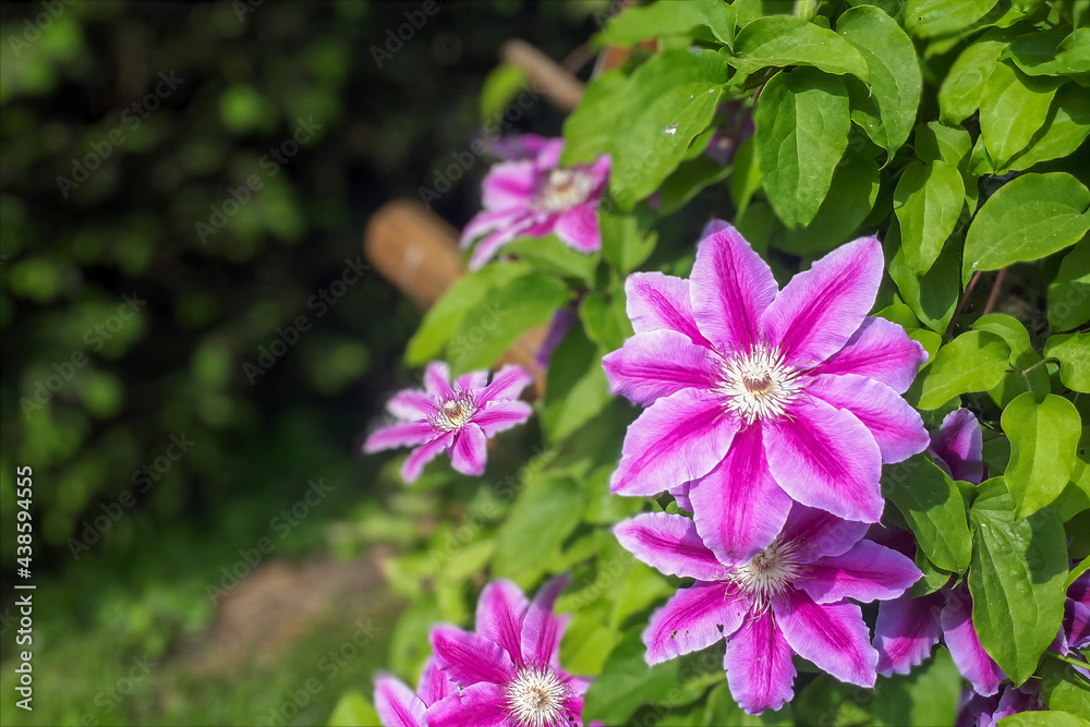 Pink clematis flower on the vine. Clematis flower blooming in garden background