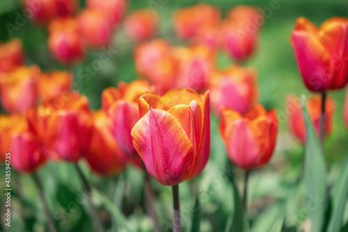 red tulips in the garden in the park  on a sunny summer day. Natural background. Flowers background. Beautiful neutral colors..