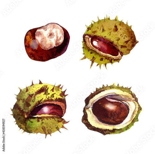 Chestnuts horse nuts. Water color autumn set