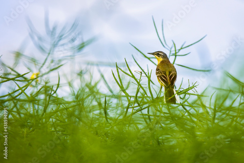 Fototapeta Naklejka Na Ścianę i Meble -  Bird - Yellow Wagtail (Motacilla flava) male, spring time