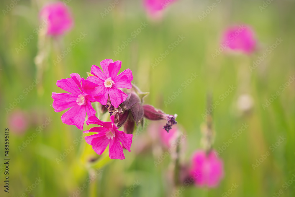 little hanging purple flowers in green grass close up. The pink pollen is blooming beautifully in the morning. Background with beautiful lush green foliage and pink flowers. purple flower with a green