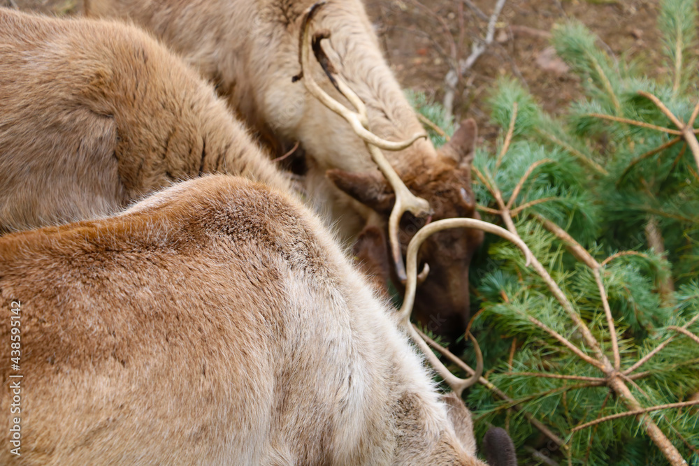 Fototapeta premium Deer eat pine branches in the park.