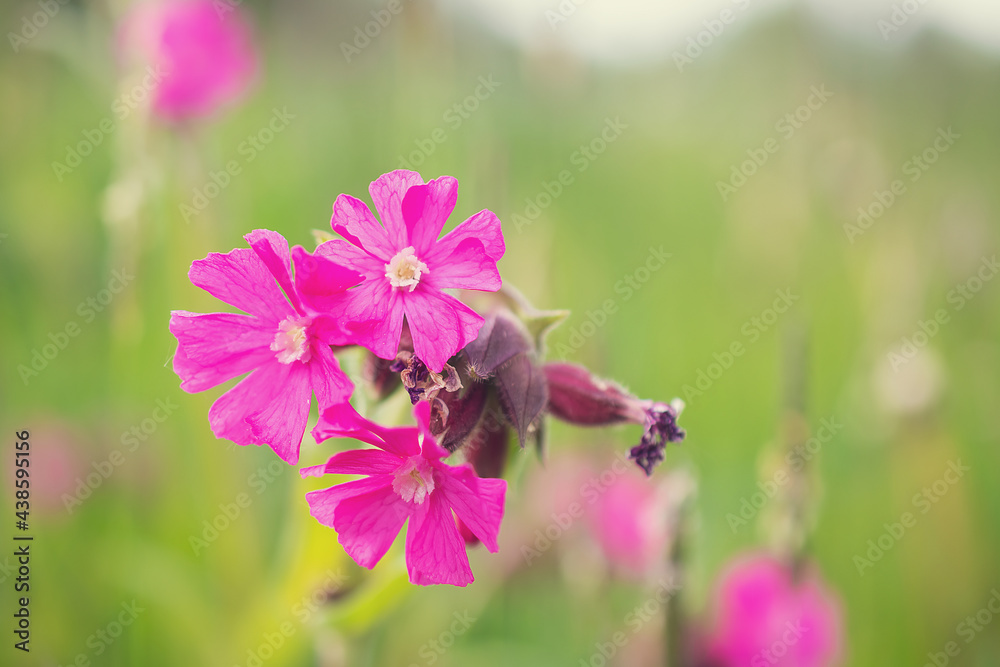 little hanging purple flowers in green grass close up. The pink pollen is blooming beautifully in the morning. Background with beautiful lush green foliage and pink flowers. purple flower with a green