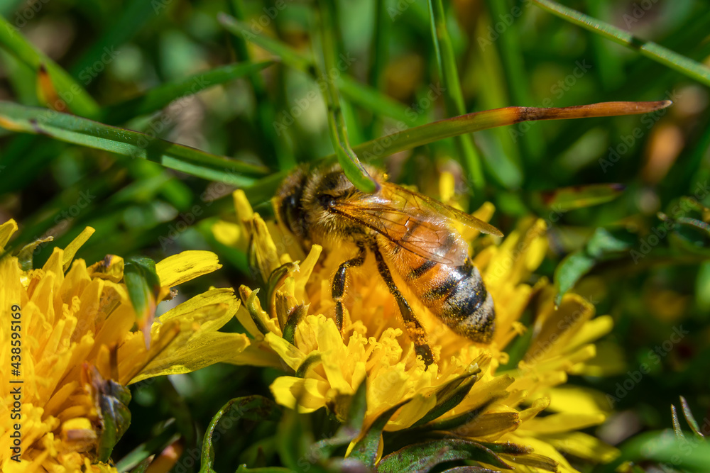 Bee in pollen sits on a dandelion (Taraxacum officinale) in the grass. Insect pollinates a yellow flower. Macro photography of a flower and a wasp Bee in pollen sits on a dandelion (Taraxacum officinale) in the grass. Insect pollinates a yellow flower. Macro photography of a flower and a wasp