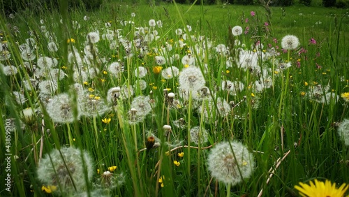 Blumenwiese