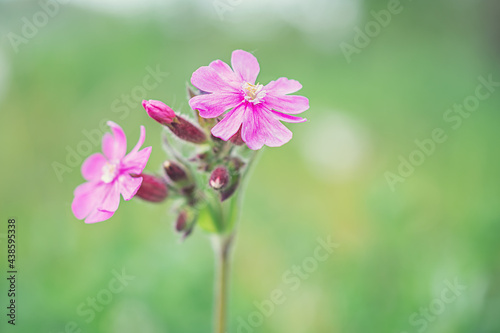 little hanging purple flowers in green grass close up. The pink pollen is blooming beautifully in the morning. Background with beautiful lush green foliage and pink flowers. purple flower with a green