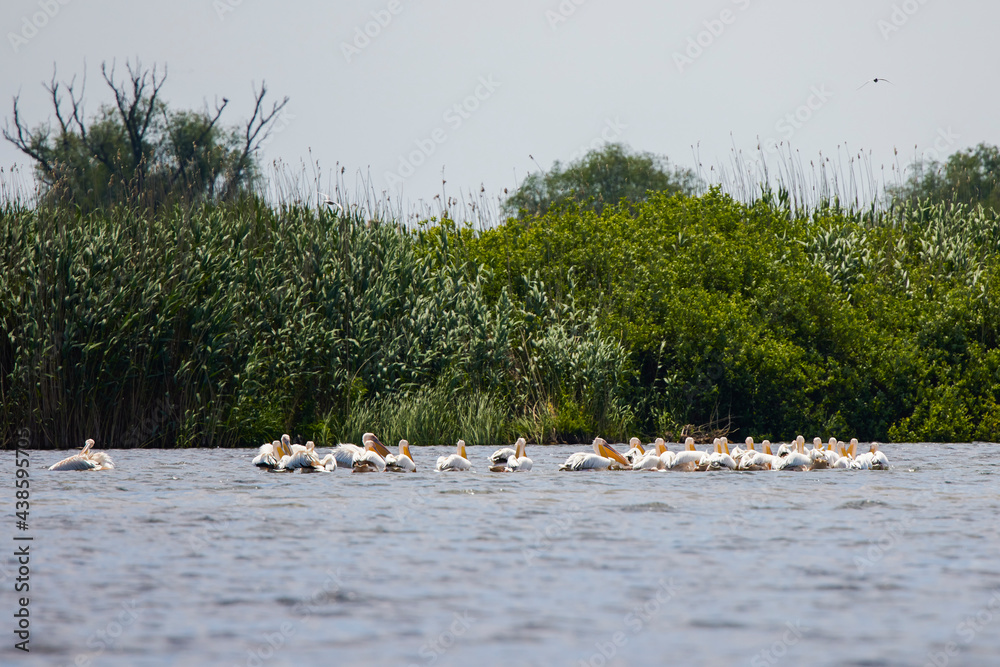group of pelicans looking for food in the Danube Delta, Romania