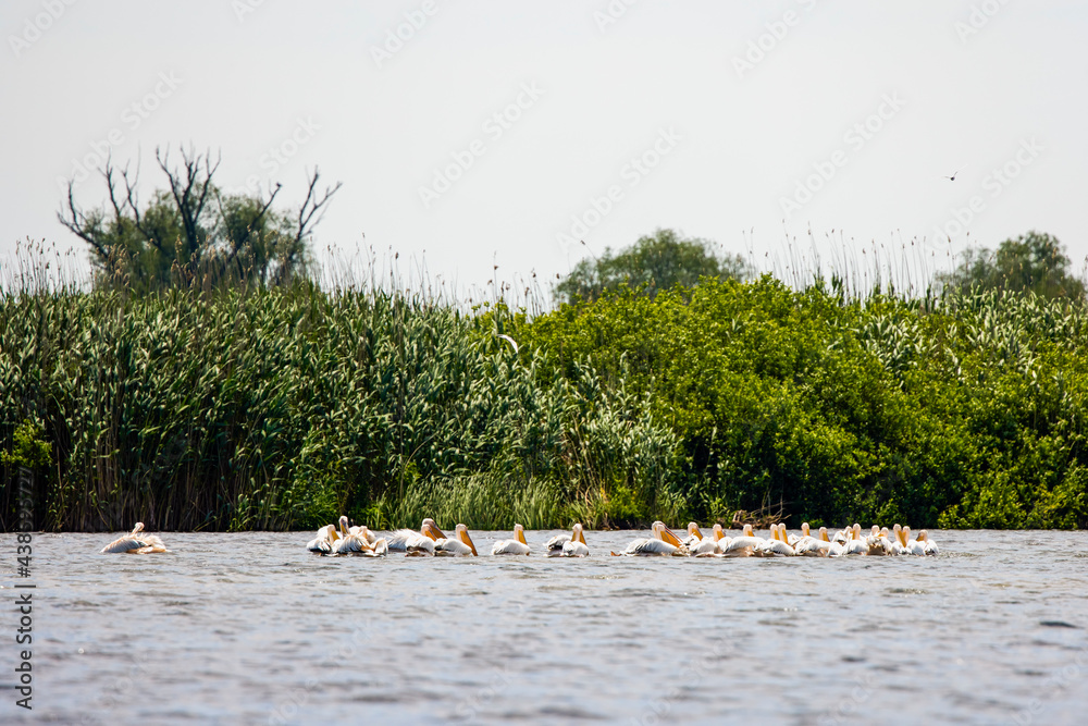 group of pelicans looking for food in the Danube Delta, Romania