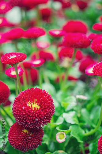 Perennial margarita. pink bellis perennis.  Margarita (Latin Béllis) is a genus of perennial plants from the Astrovye family.. Natural background. Flowers background. Beautiful neutral colors photo