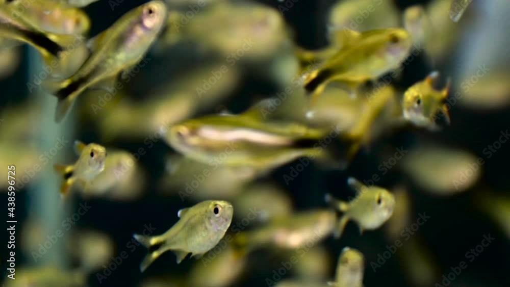 Many beautiful fish in the aquarium tank