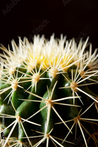 Cactus close up