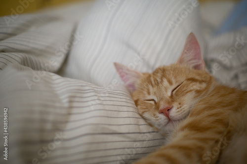Fototapeta Naklejka Na Ścianę i Meble -  brown cat sleeping