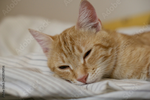 cat on bed