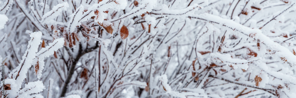 Snow and rime ice on the branches of bushes. Beautiful winter background with twigs covered with hoarfrost. Plants in the park are covered with hoar frost. Cold snowy weather. Cool frosting texture.