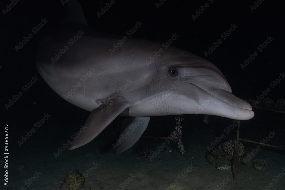 Naklejka premium Dolphin swimming in the Red Sea, Eilat Israel