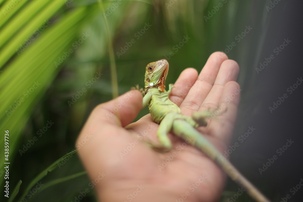 Iguana variety action poses in human hand. Iguanas is a genus of